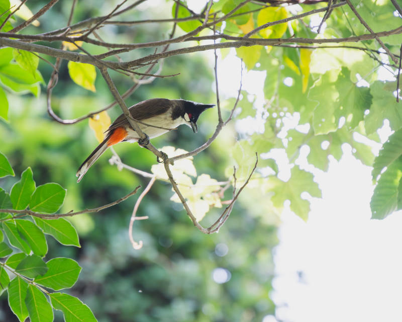 树梢上的小鸟图片