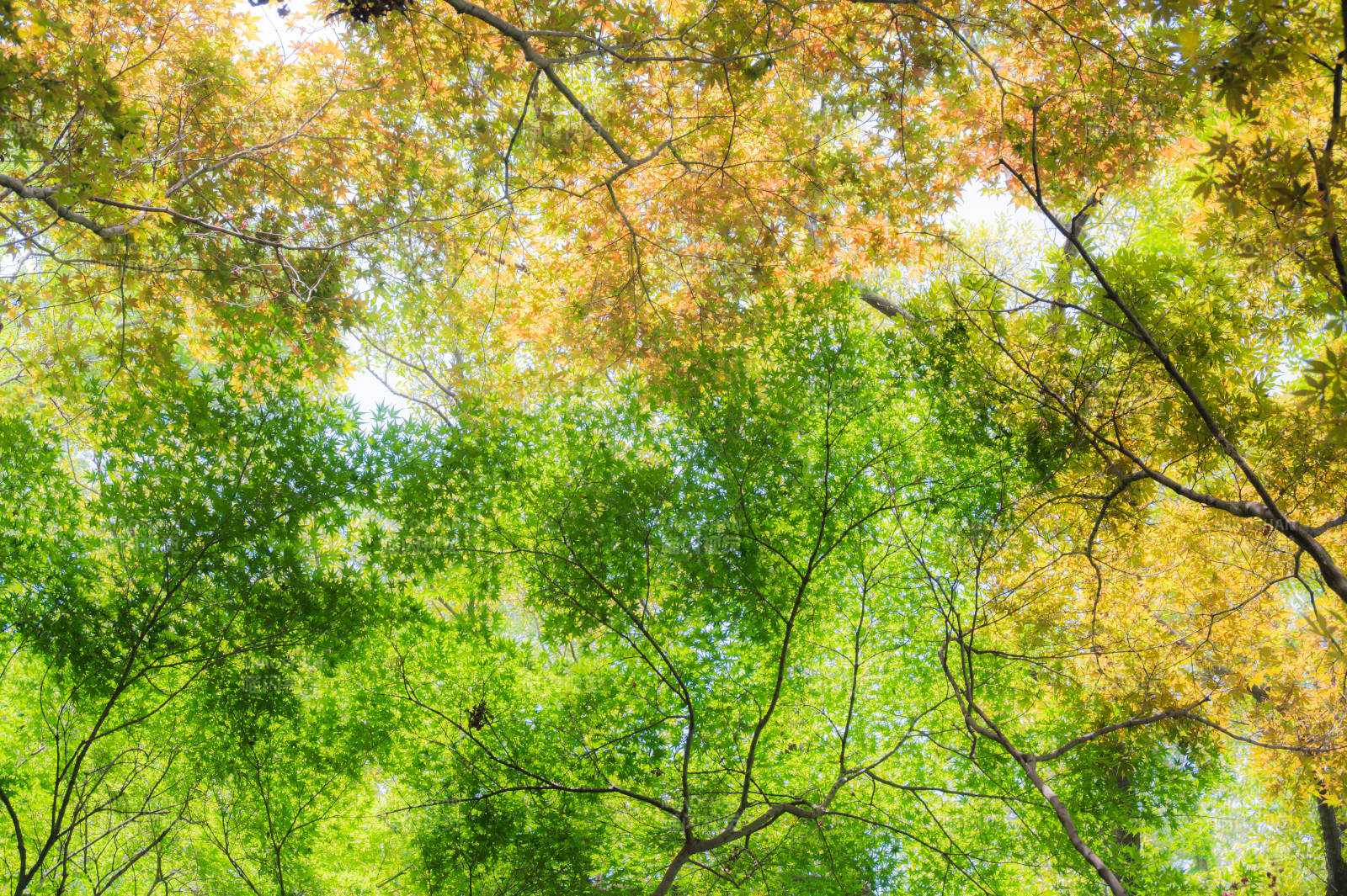 秋日森林的光影交错图片