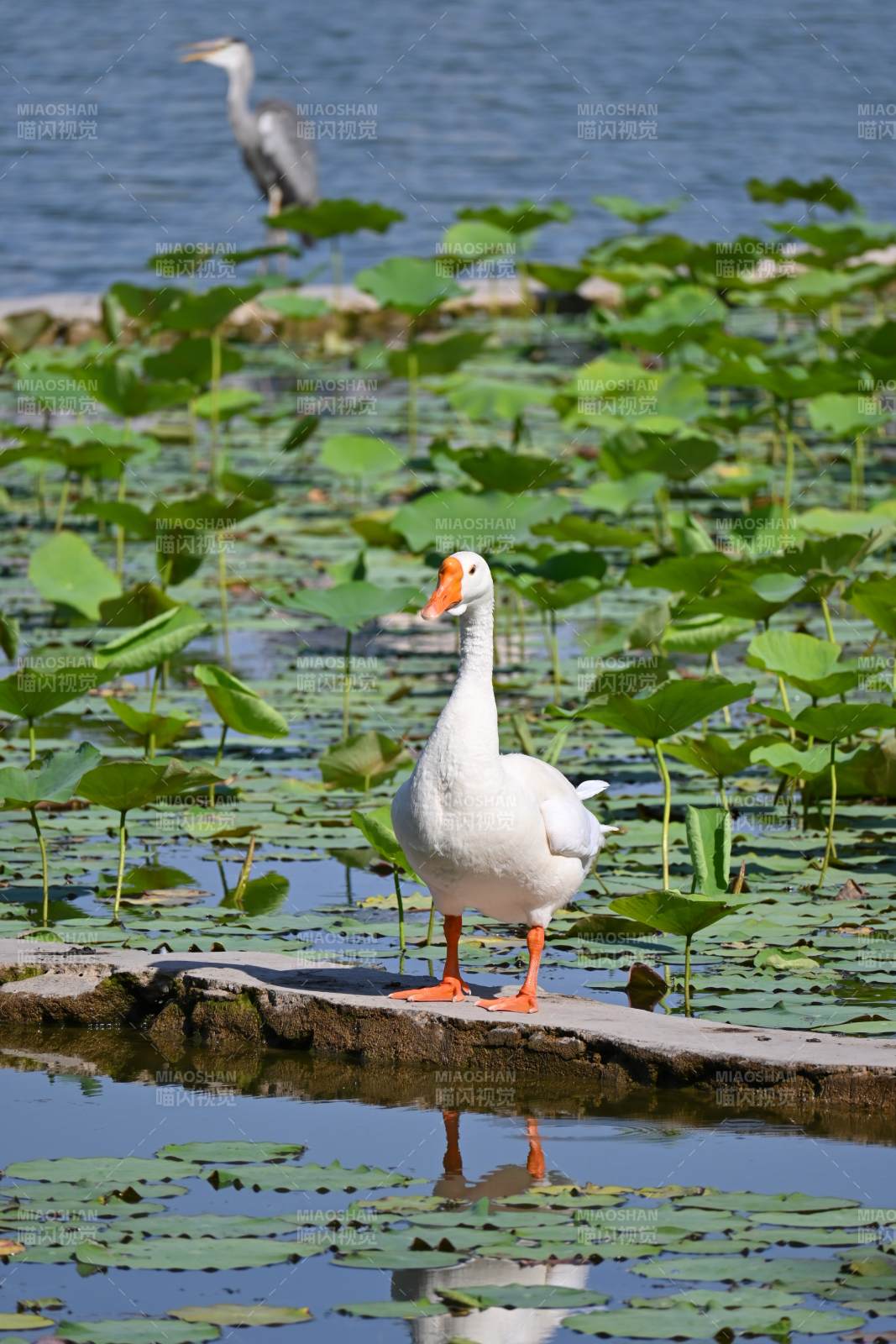 池塘白鹅与鹭鸟共舞图片