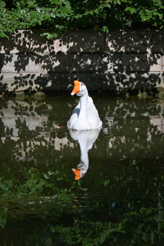 池塘中的白鹅倒影图片