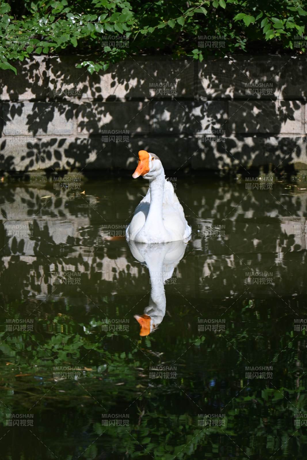 池塘中的白鹅倒影图片