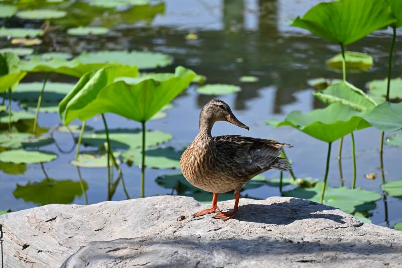 池塘边的鸭子图片