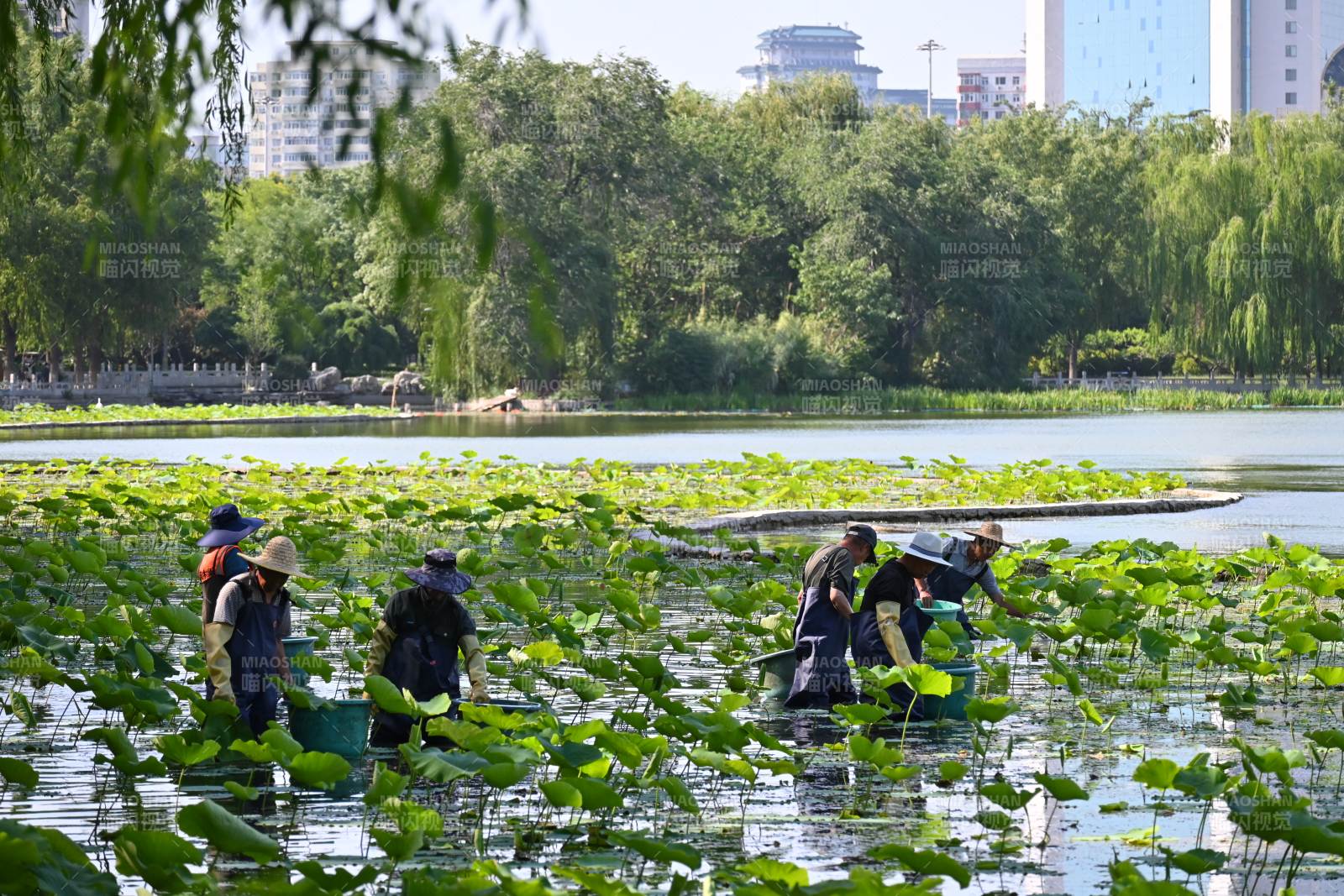 公园湖面清洁工作进行中图片