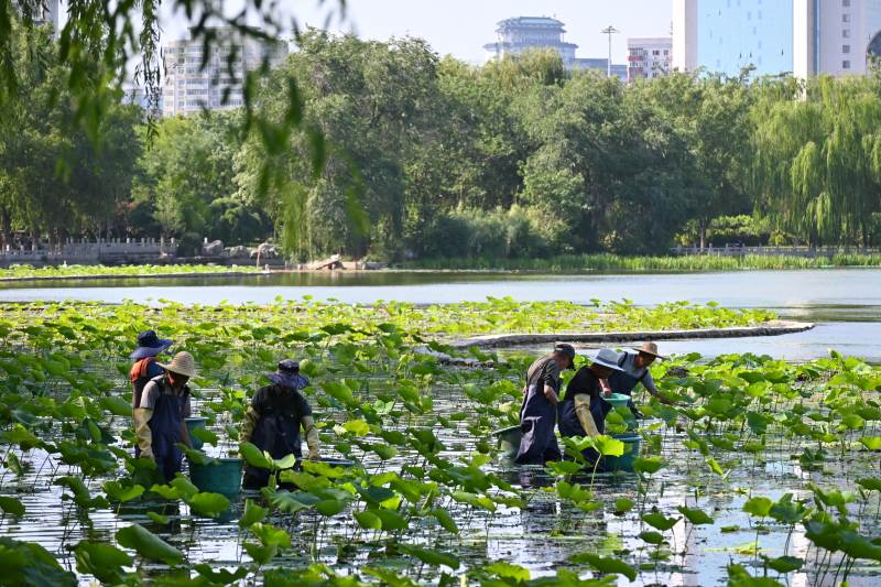 公园湖面清洁工作进行中图片