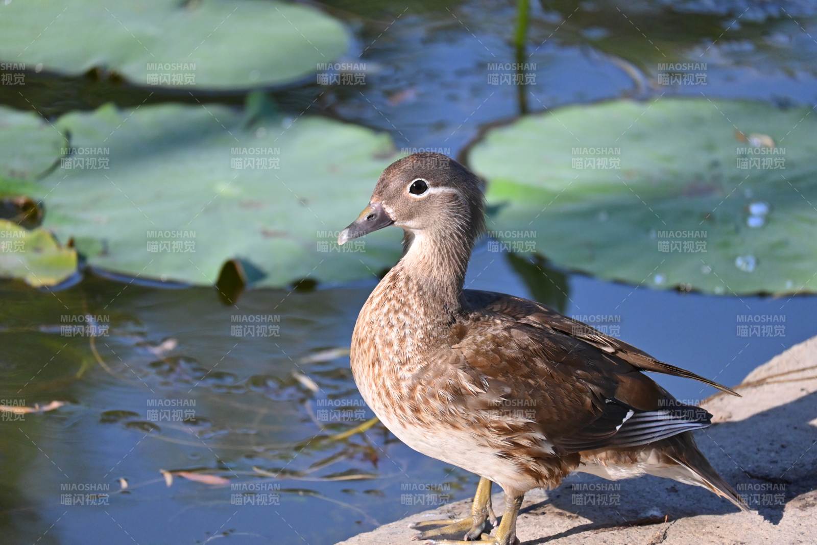 池塘边的鸭子图片