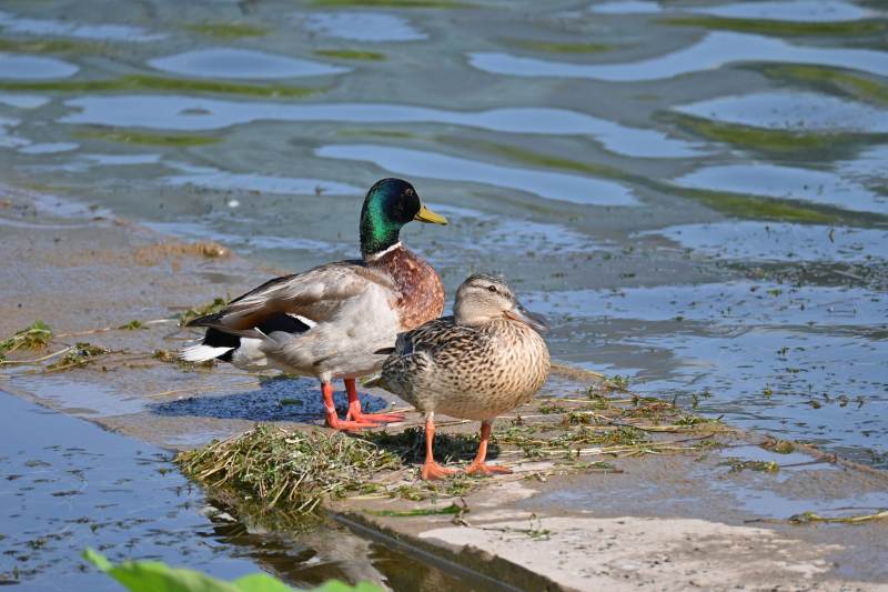 湖畔双鸭静相伴图片
