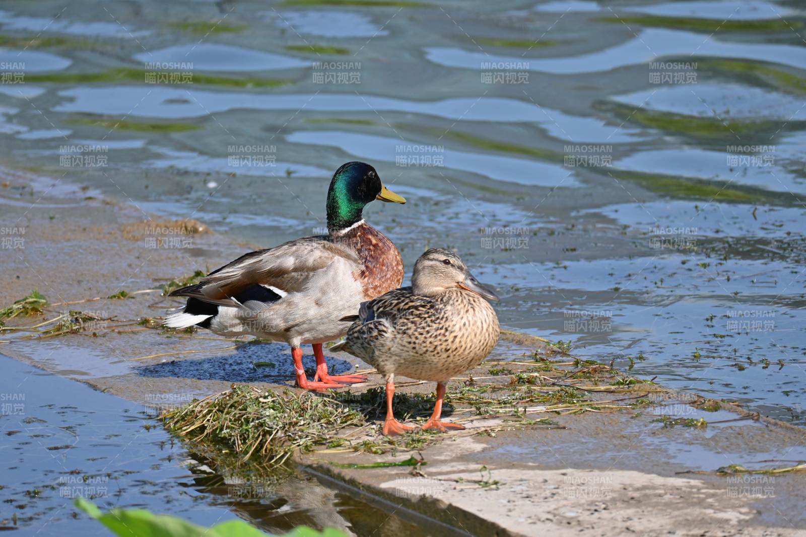 湖畔双鸭静相伴图片