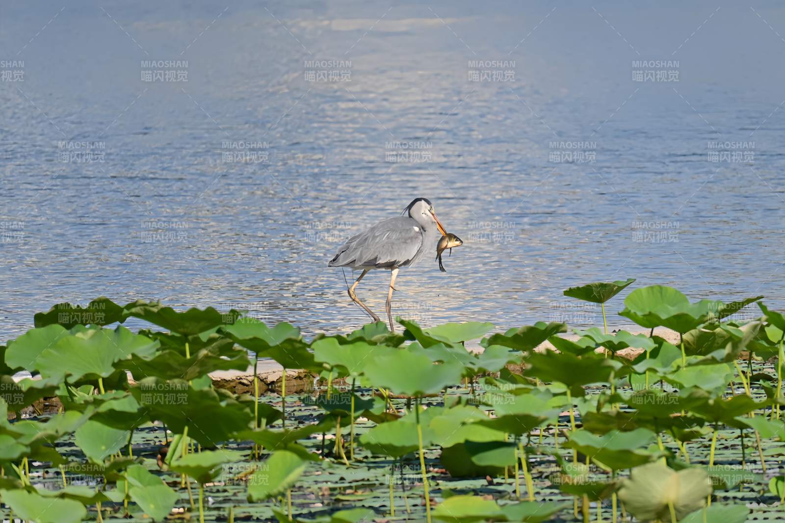 池塘鹭鸟捕食瞬间图片