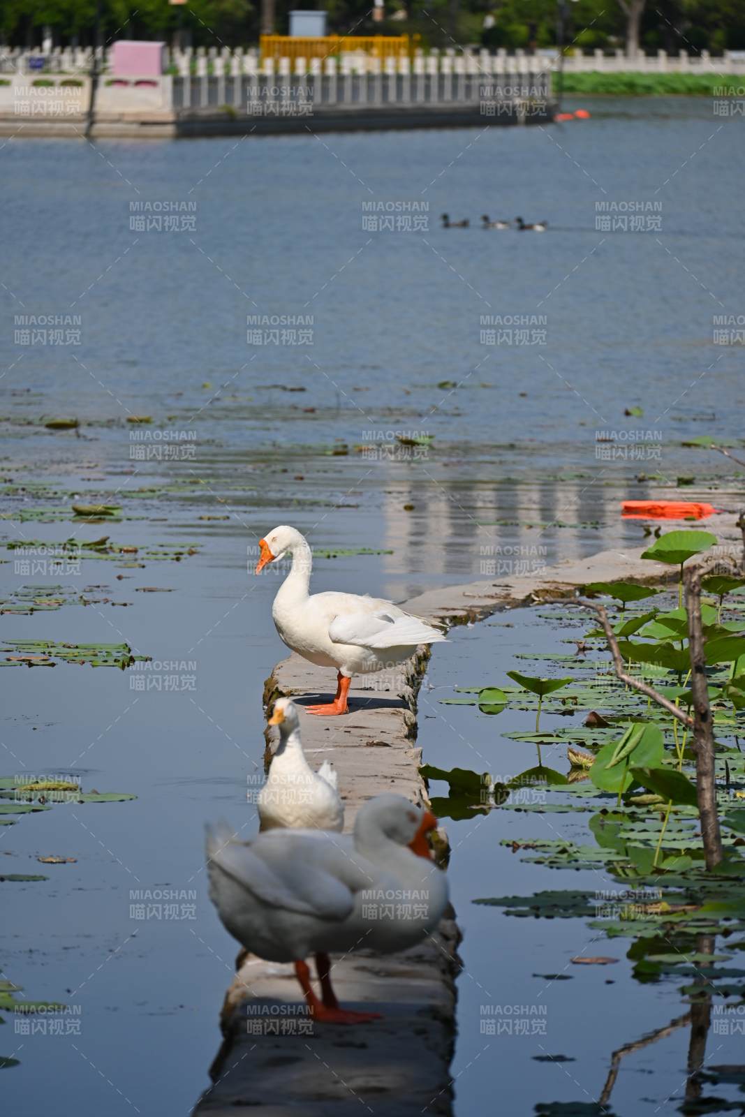 湖畔白鹅悠闲漫步图片