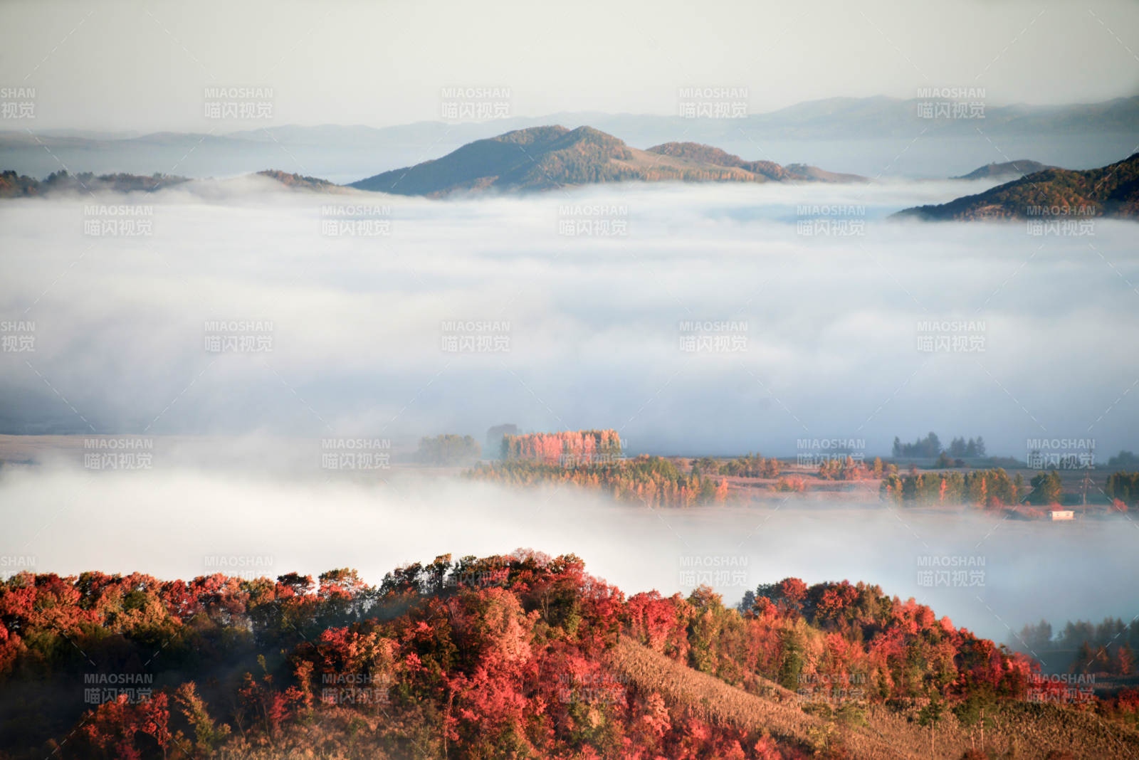 秋山云海 红叶映霞图片
