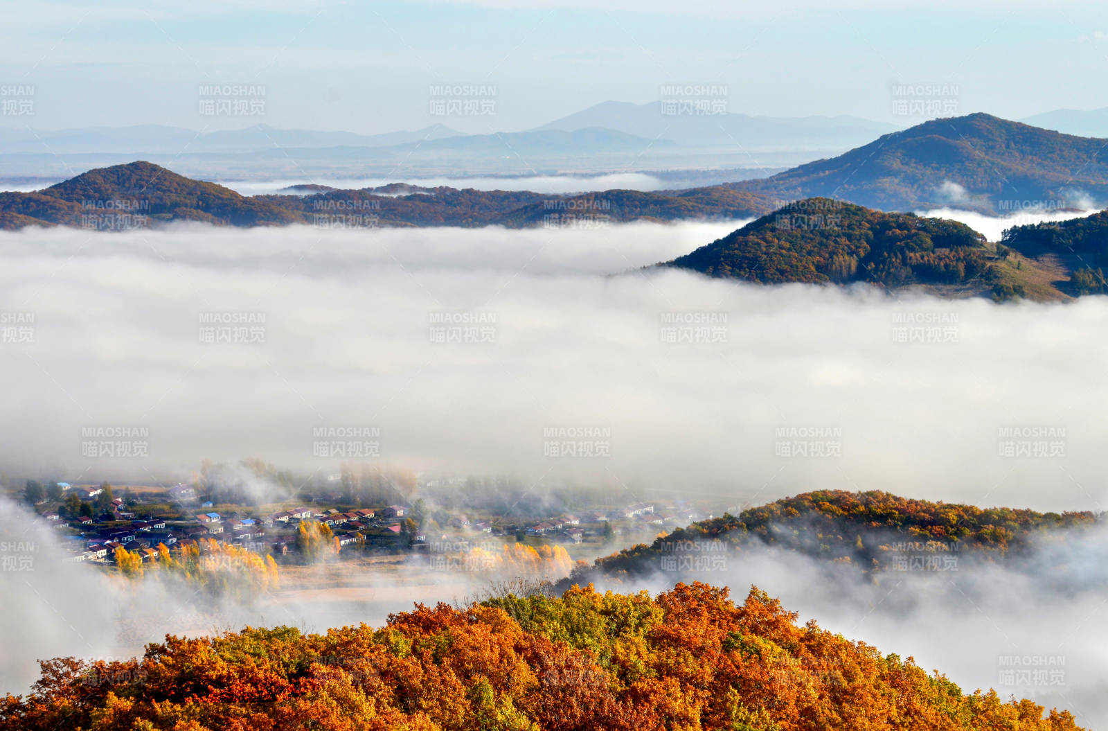 秋山云海 金叶映辉图片