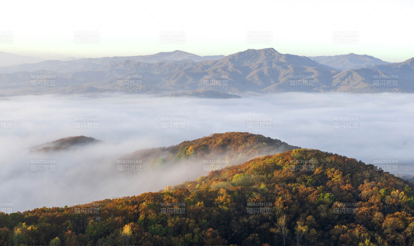 秋山云海 层林尽染图片