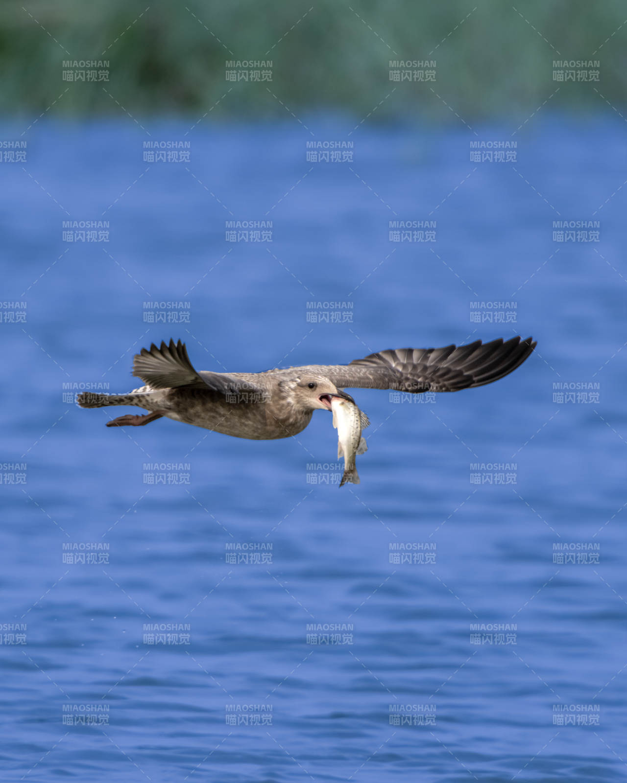 海鸥捕鱼 展翅飞翔图片