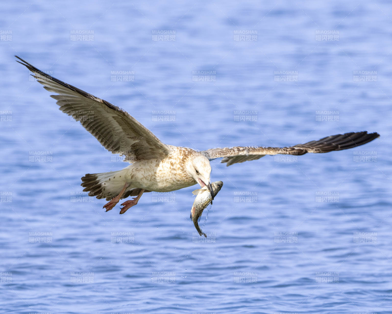 海鸥捕食鱼瞬间图片