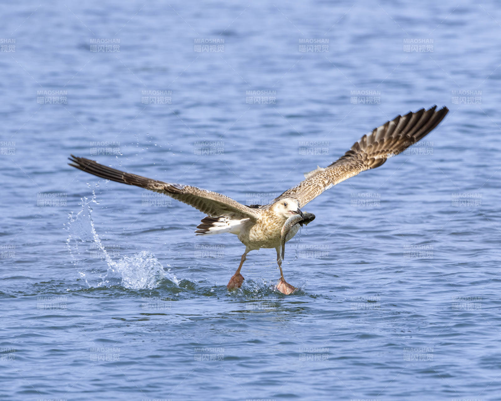 海鸥掠水瞬间图片