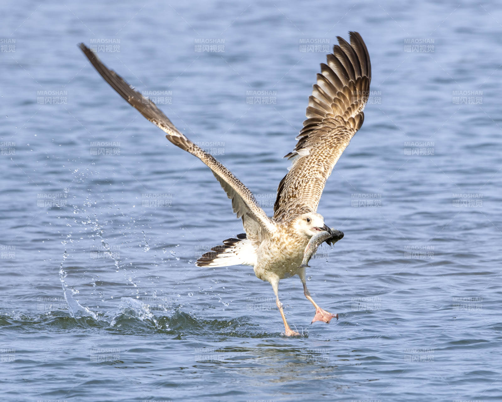 海鸥掠水瞬间图片