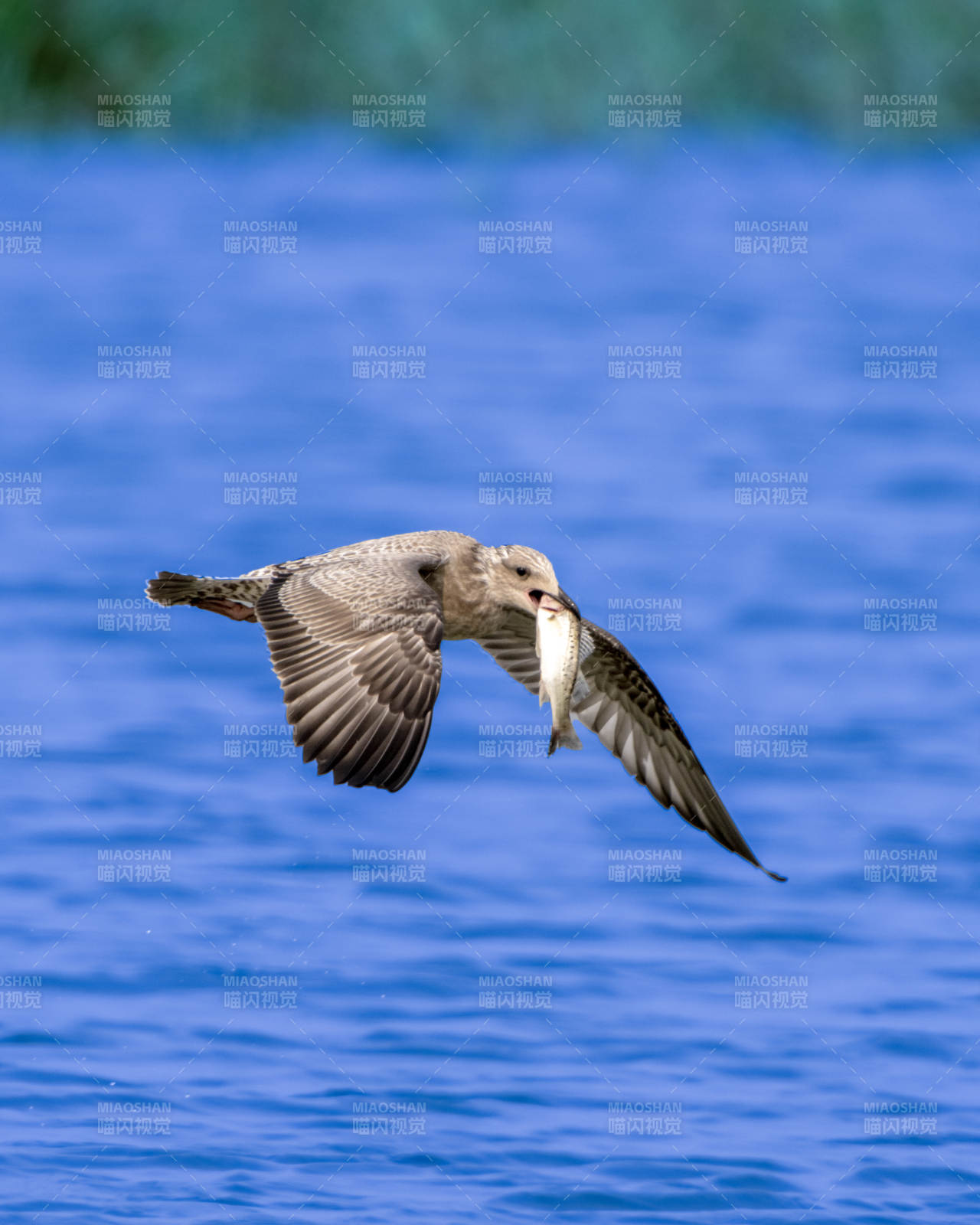 海鸥捕鱼 展翅飞翔图片