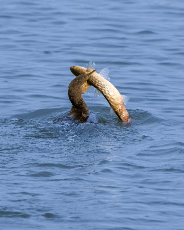 水鸟捕食瞬间图片