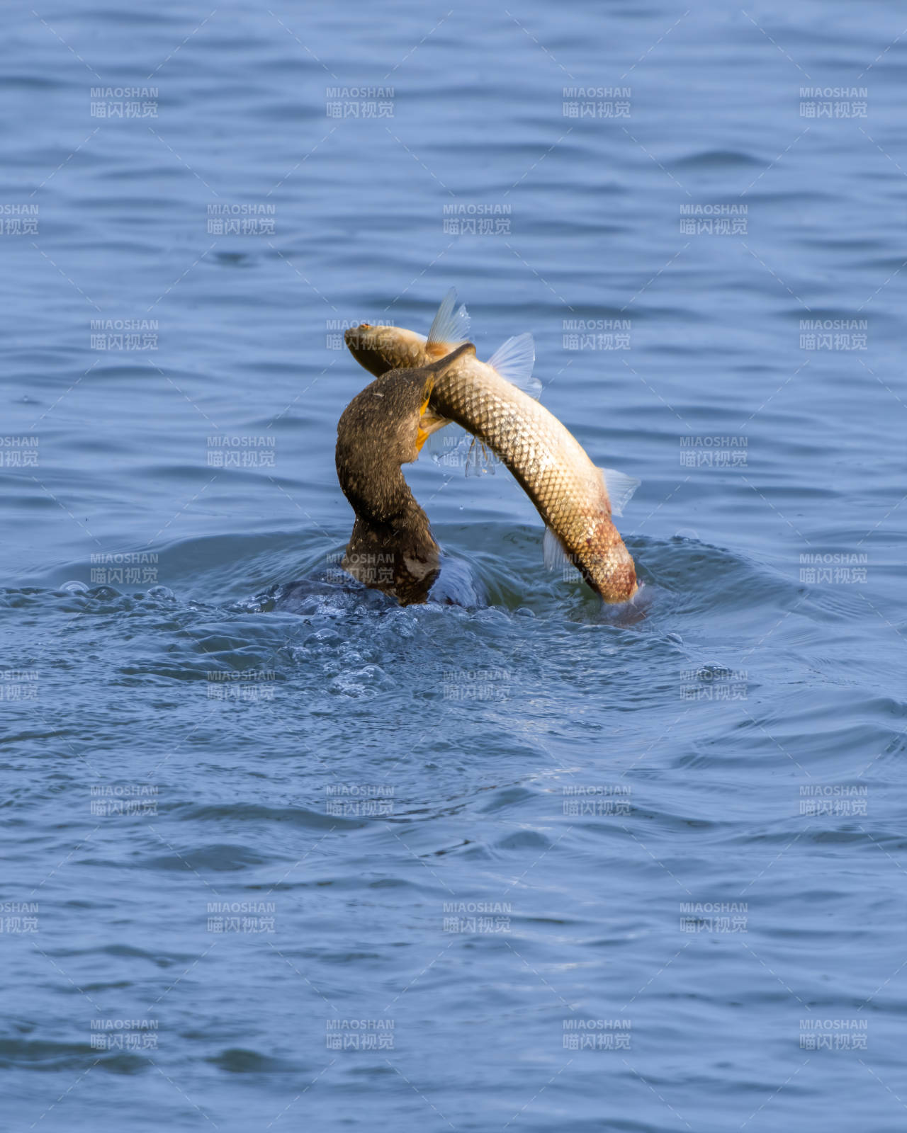 水鸟捕食瞬间图片