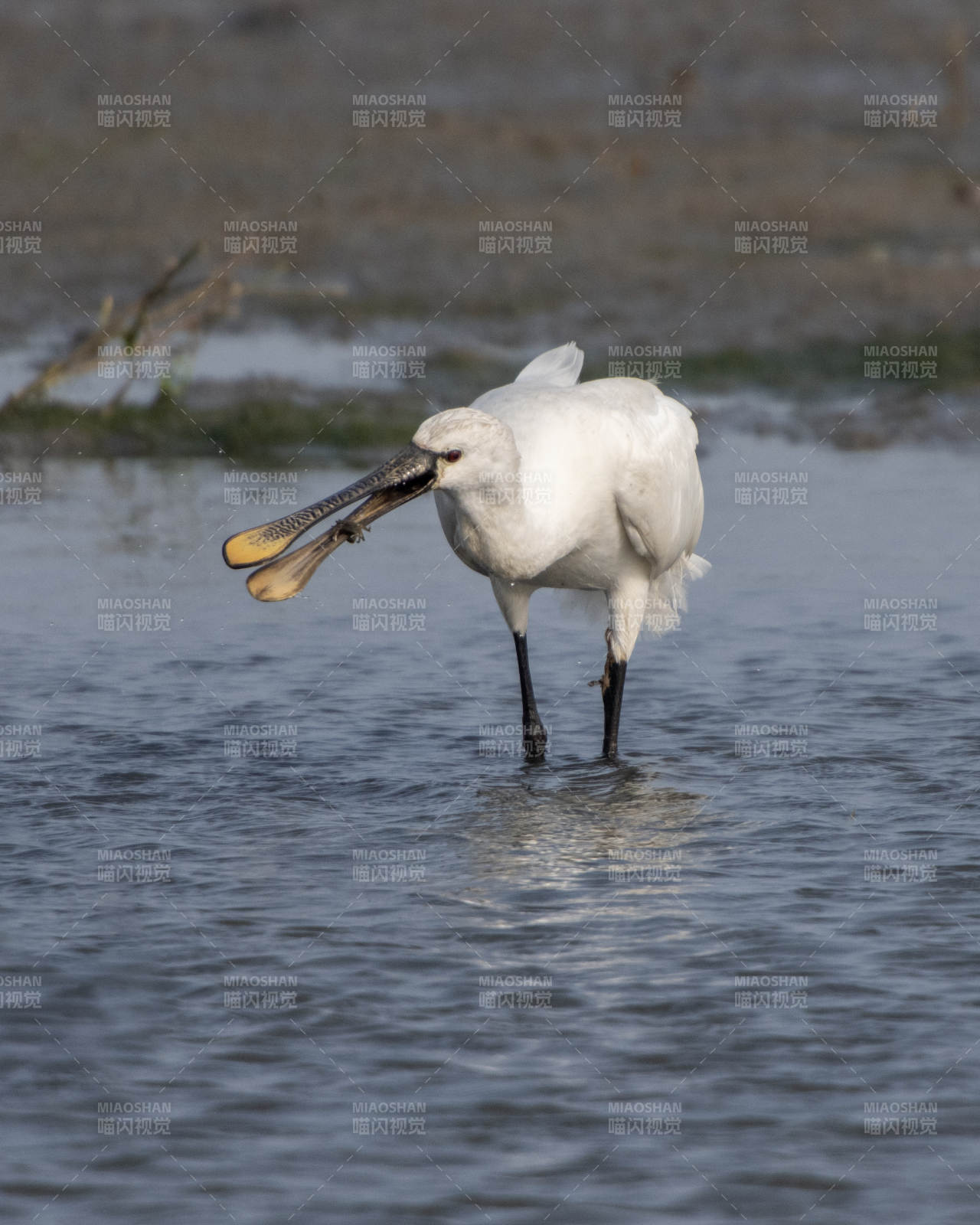 白琵鹭捕食瞬间图片