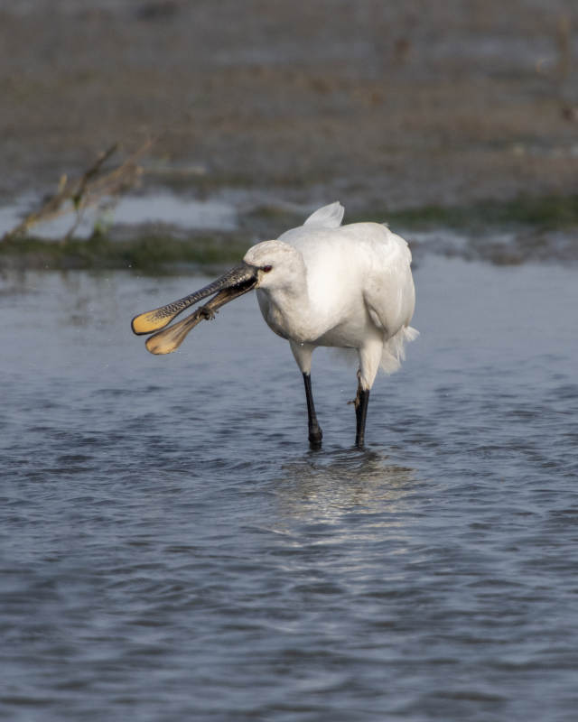 白琵鹭捕食瞬间图片