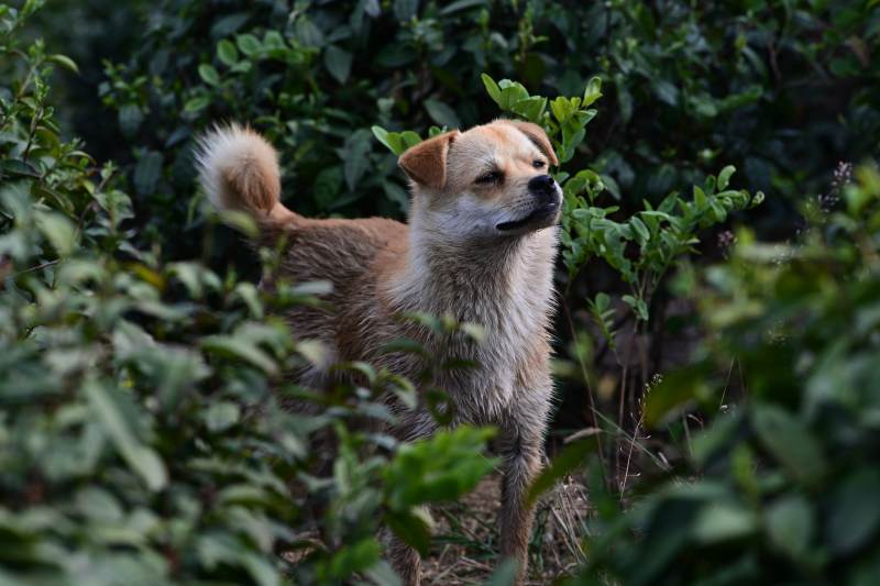林间小径上的小狗图片