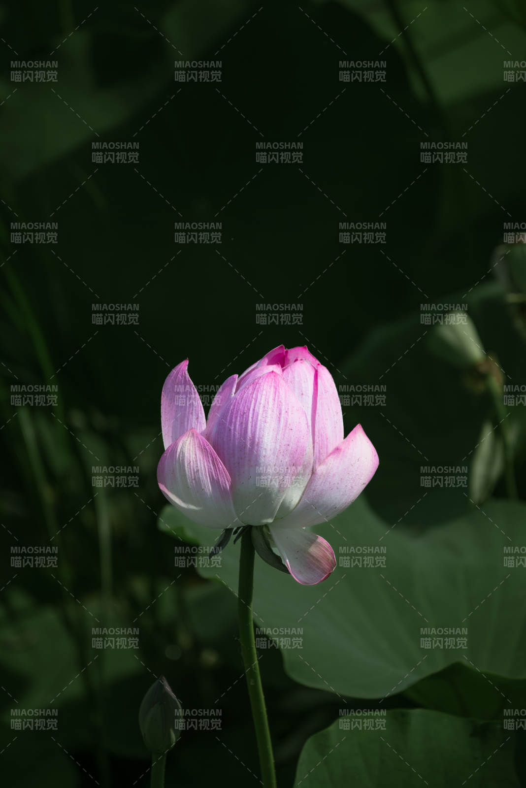 粉白莲花静谧绽放图片