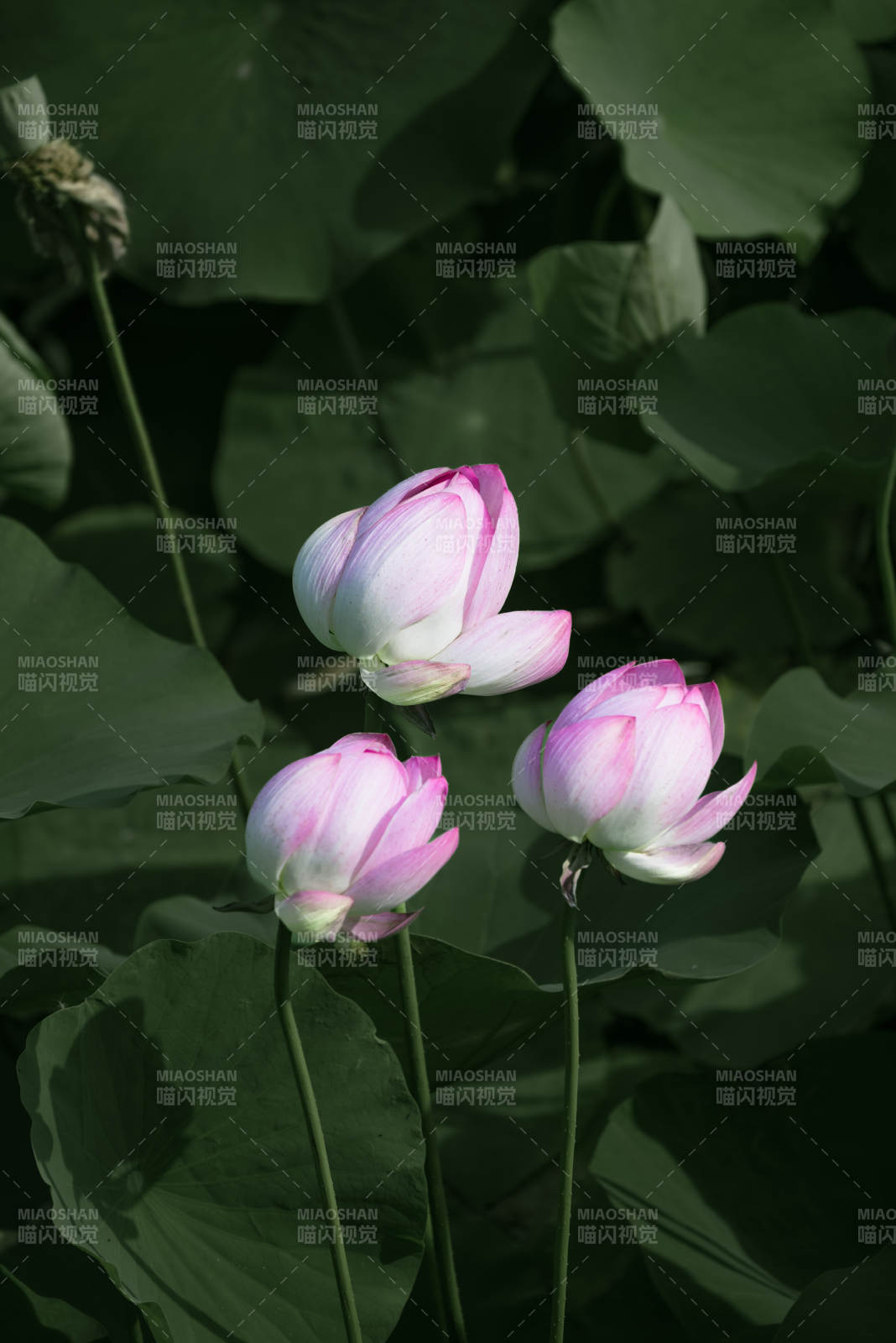 荷花绽放 绿叶相伴图片