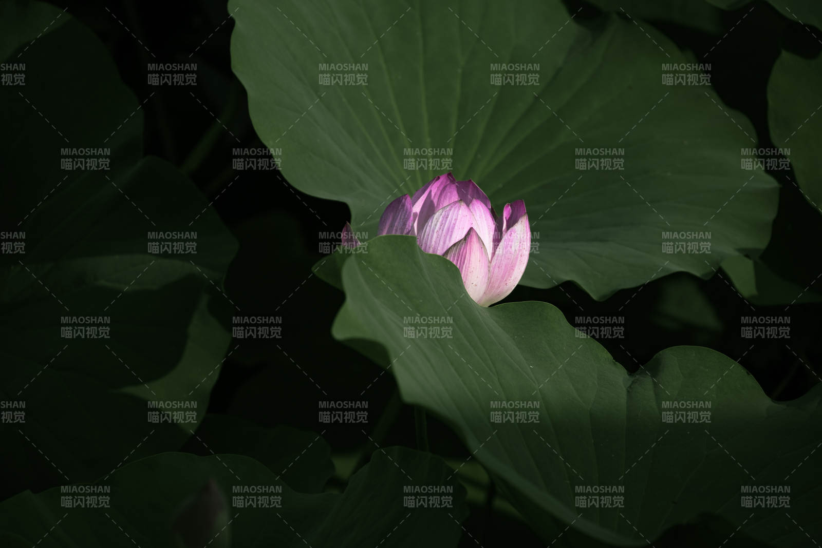 静谧荷塘 粉莲初绽图片