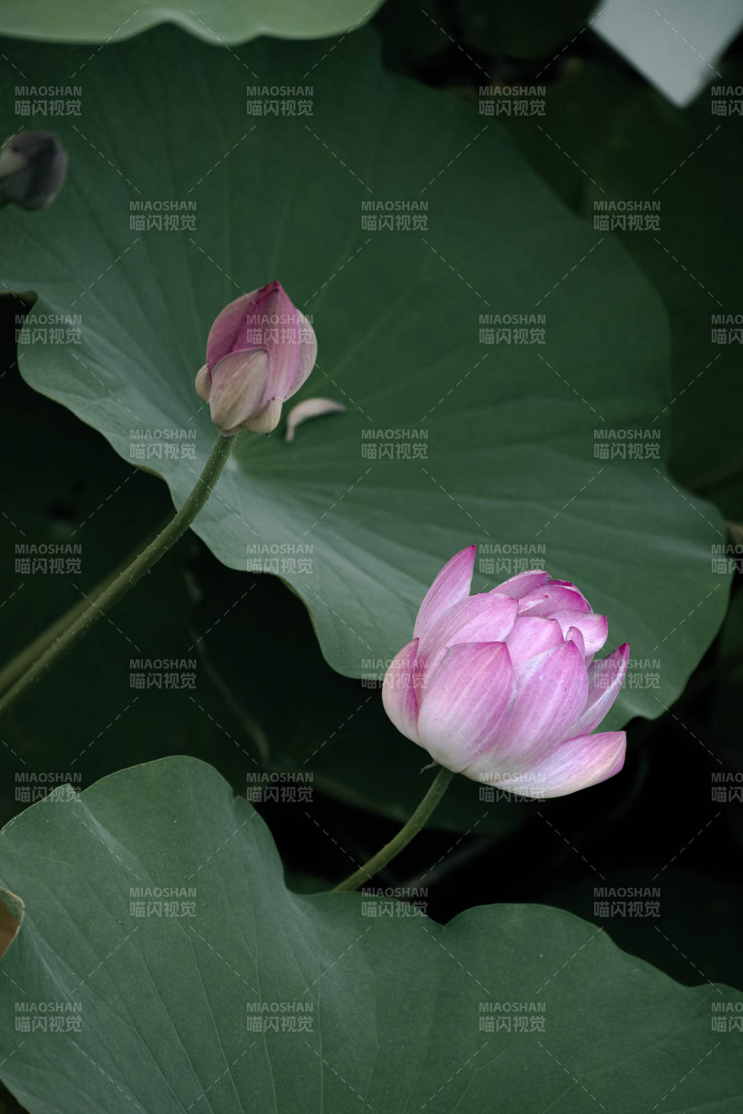 荷叶映衬粉莲初绽图片