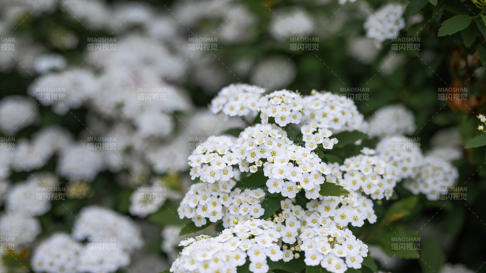 白色小花簇拥绽放图片