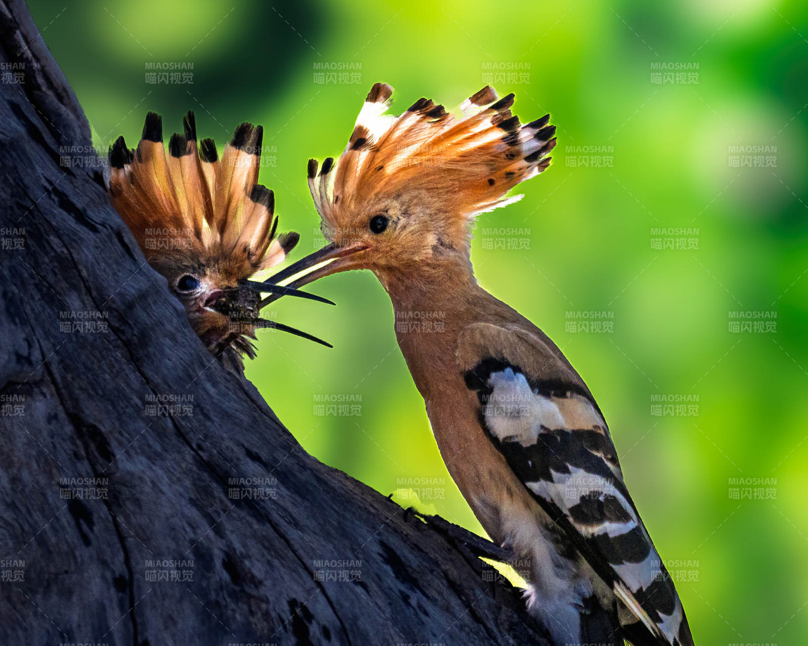 戴胜鸟喂食幼鸟瞬间图片