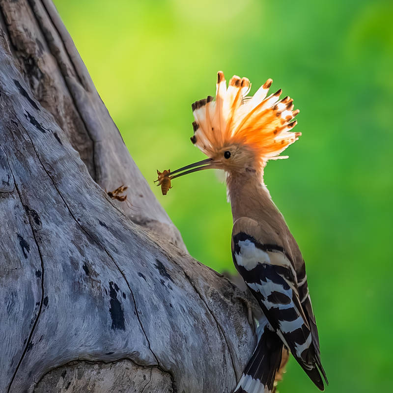 戴胜鸟捕食瞬间图片