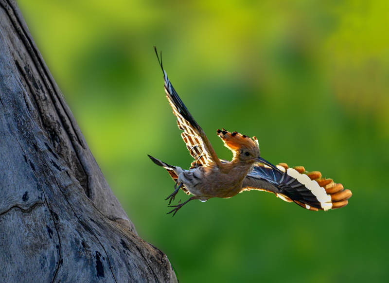 戴胜鸟展翅飞翔瞬间图片