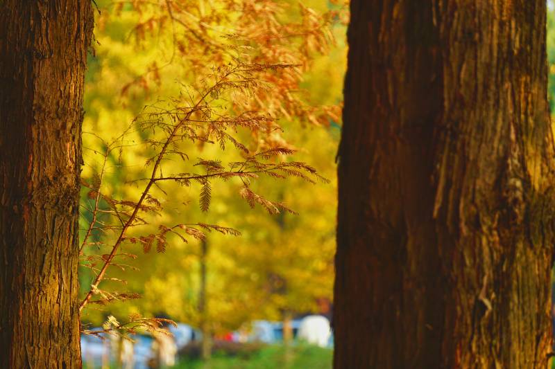 秋日林间光影交错图片