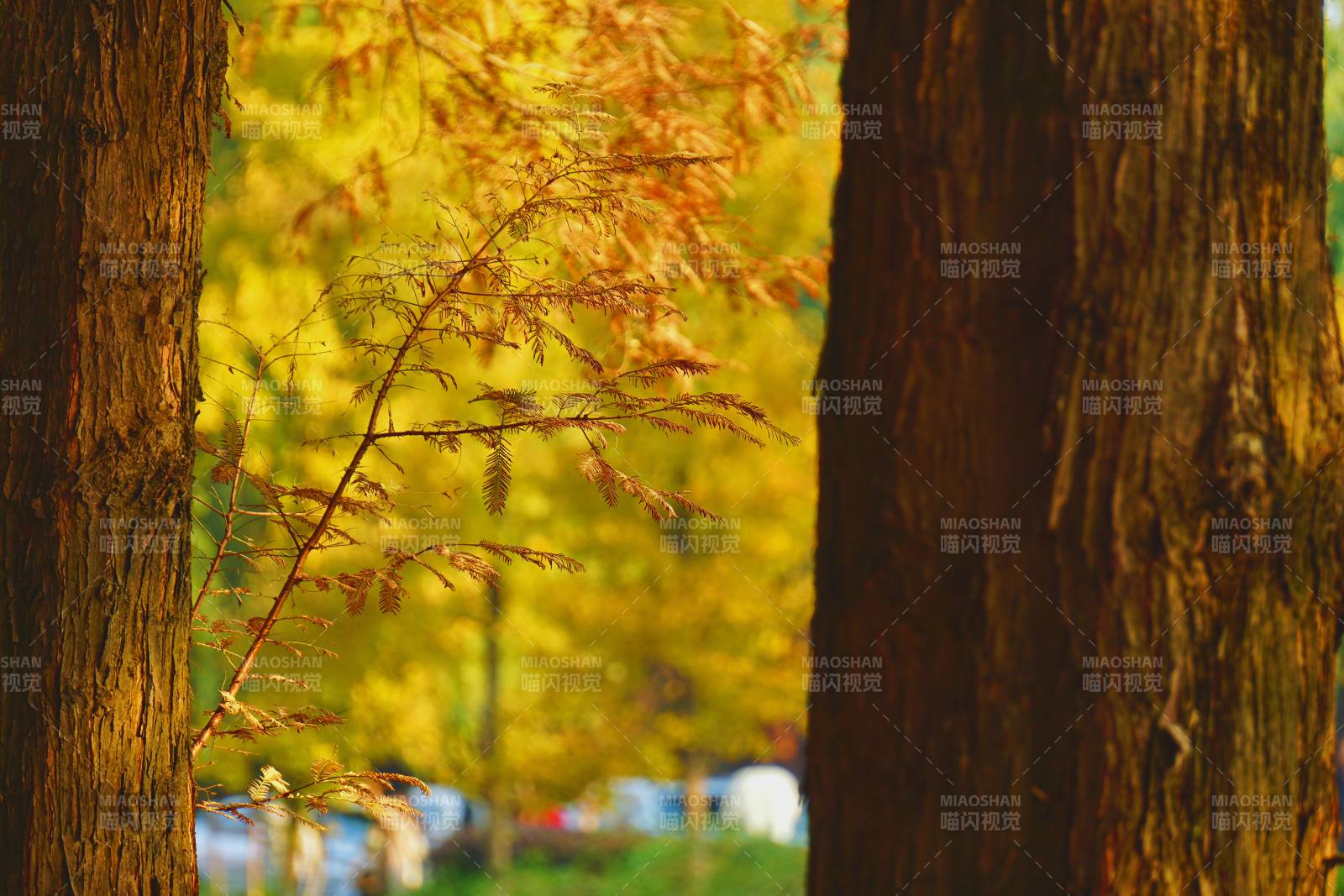 秋日林间光影交错图片