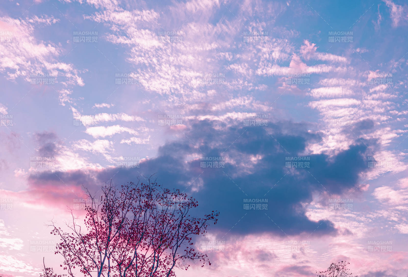 梦幻天空下的树影图片