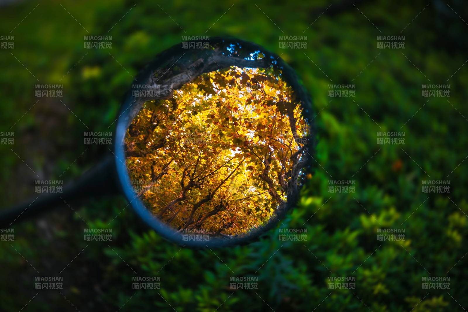 镜中森林 秋日的光辉图片