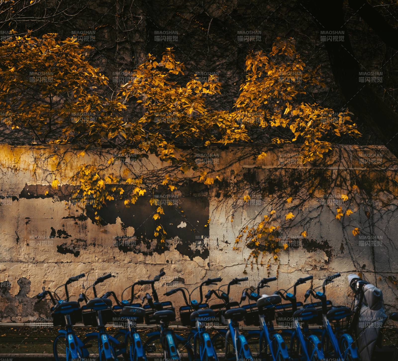 秋叶下的蓝色自行车图片
