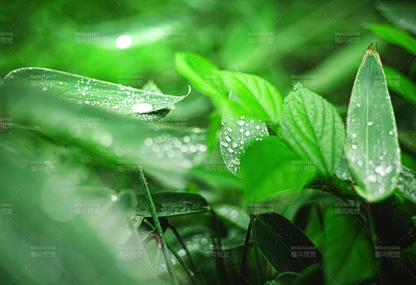 雨后绿叶上的水珠图片