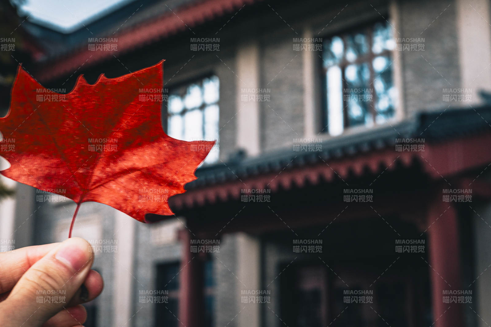 秋叶映衬古建筑之美图片