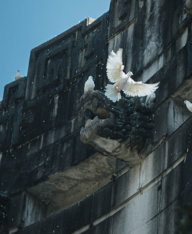古城墙上飞翔的白鸽图片