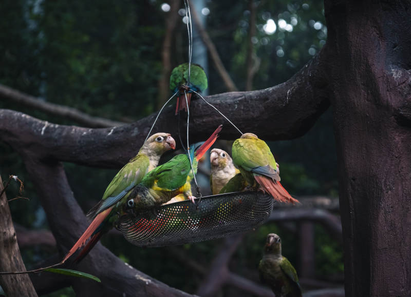 鹦鹉共享树上美食图片