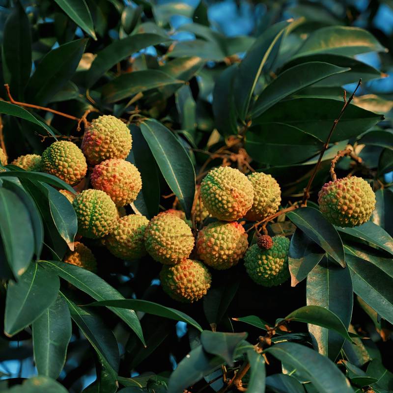 荔枝树上的果实累累图片