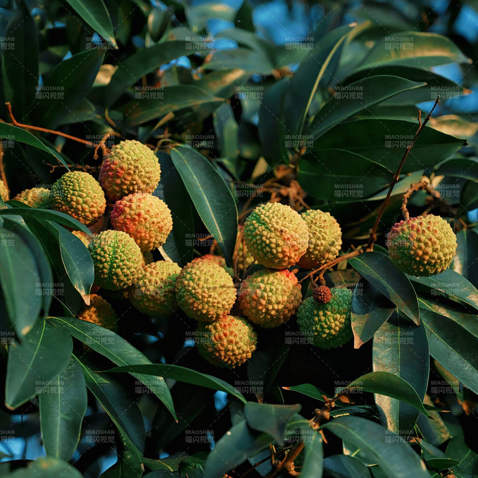 荔枝树上的果实累累图片