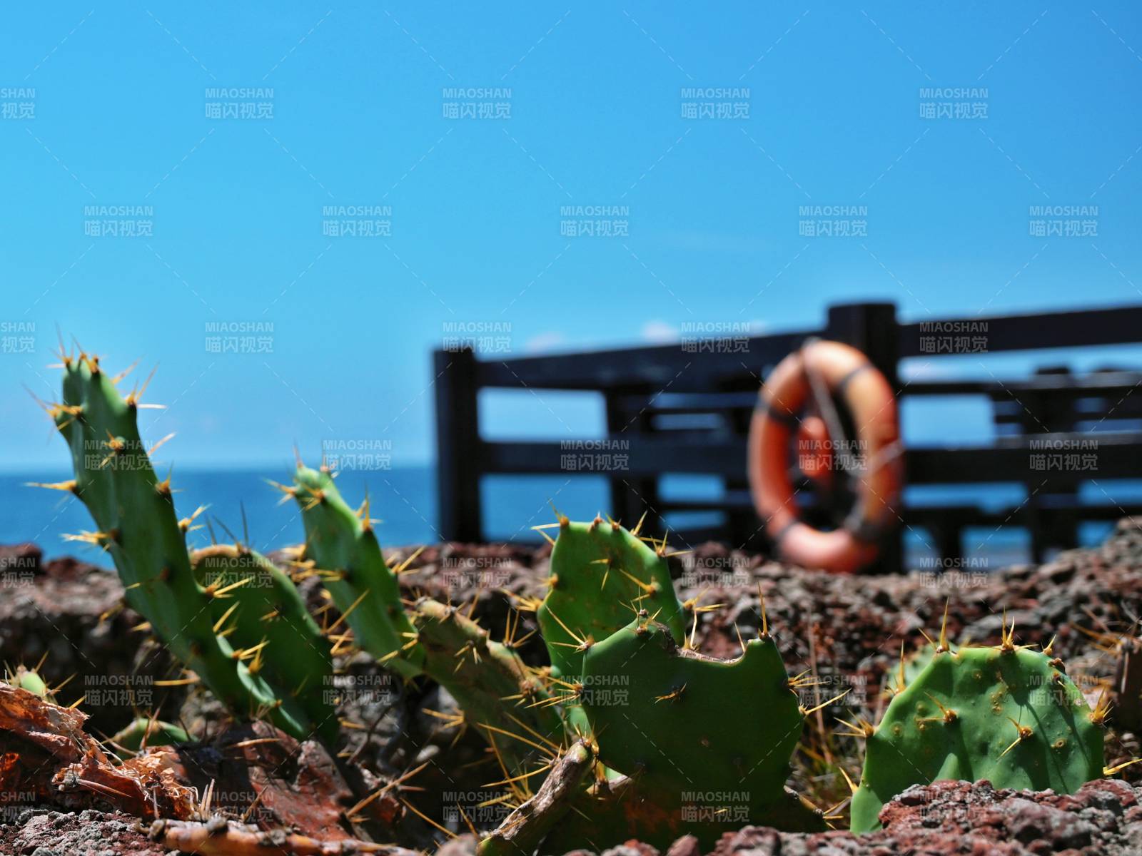 海边仙人掌与救生圈图片