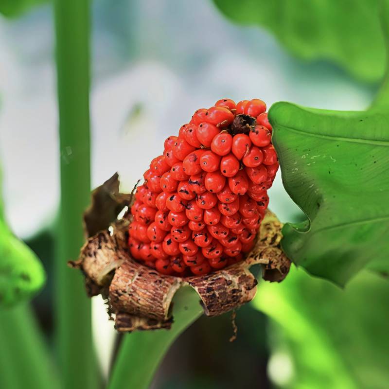 红果绿叶植物特写图片