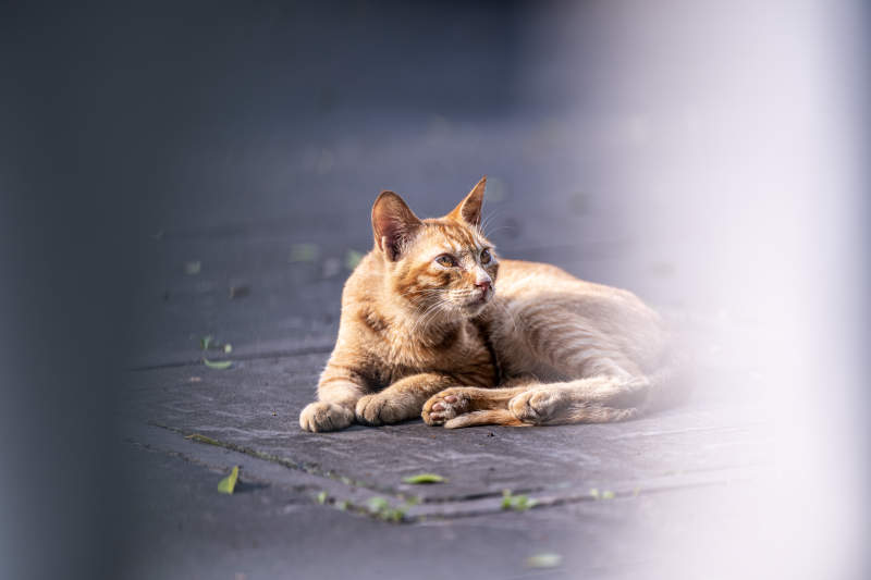 悠闲的橘猫图片
