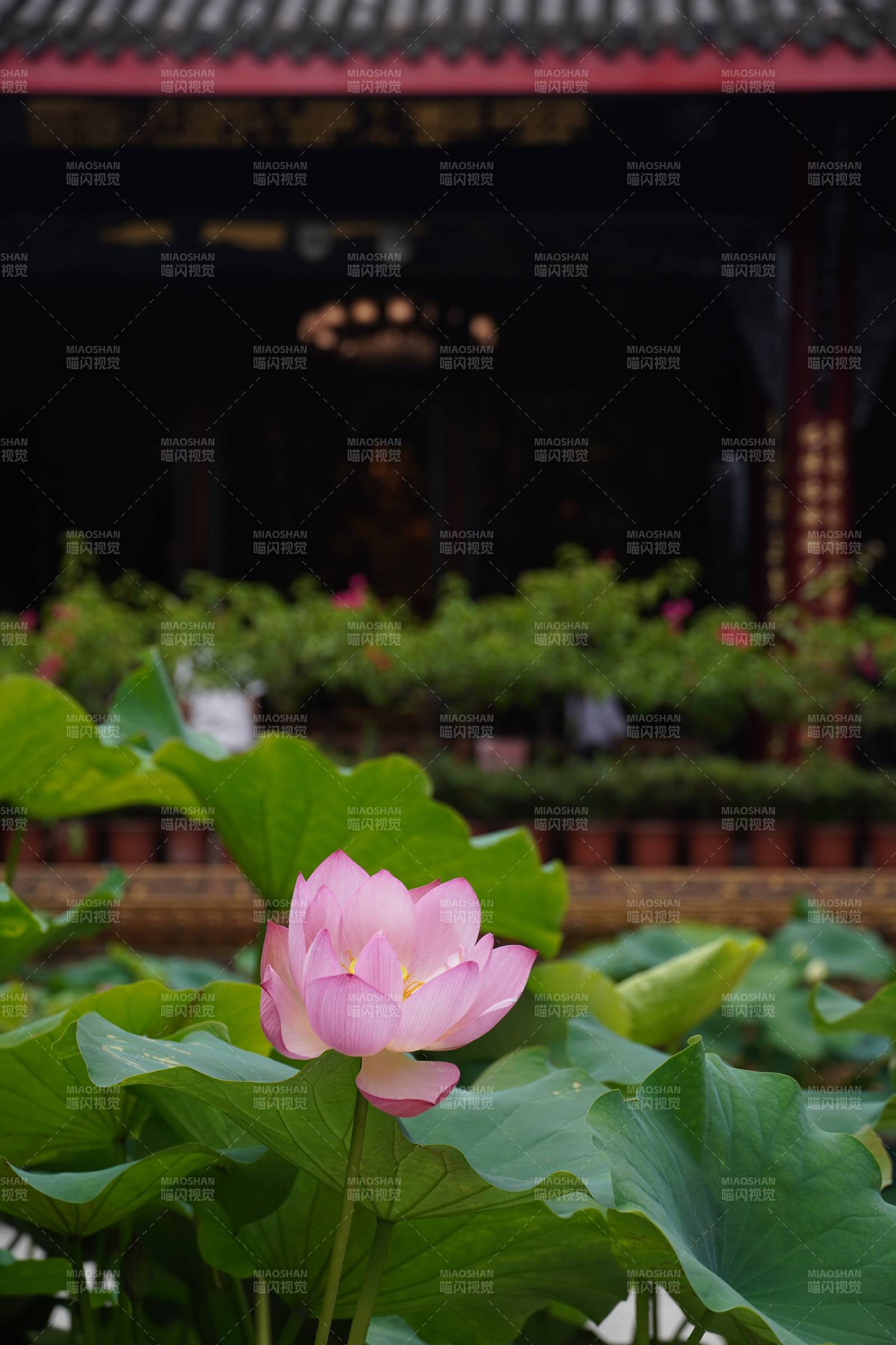 莲花盛开 古寺静谧图片