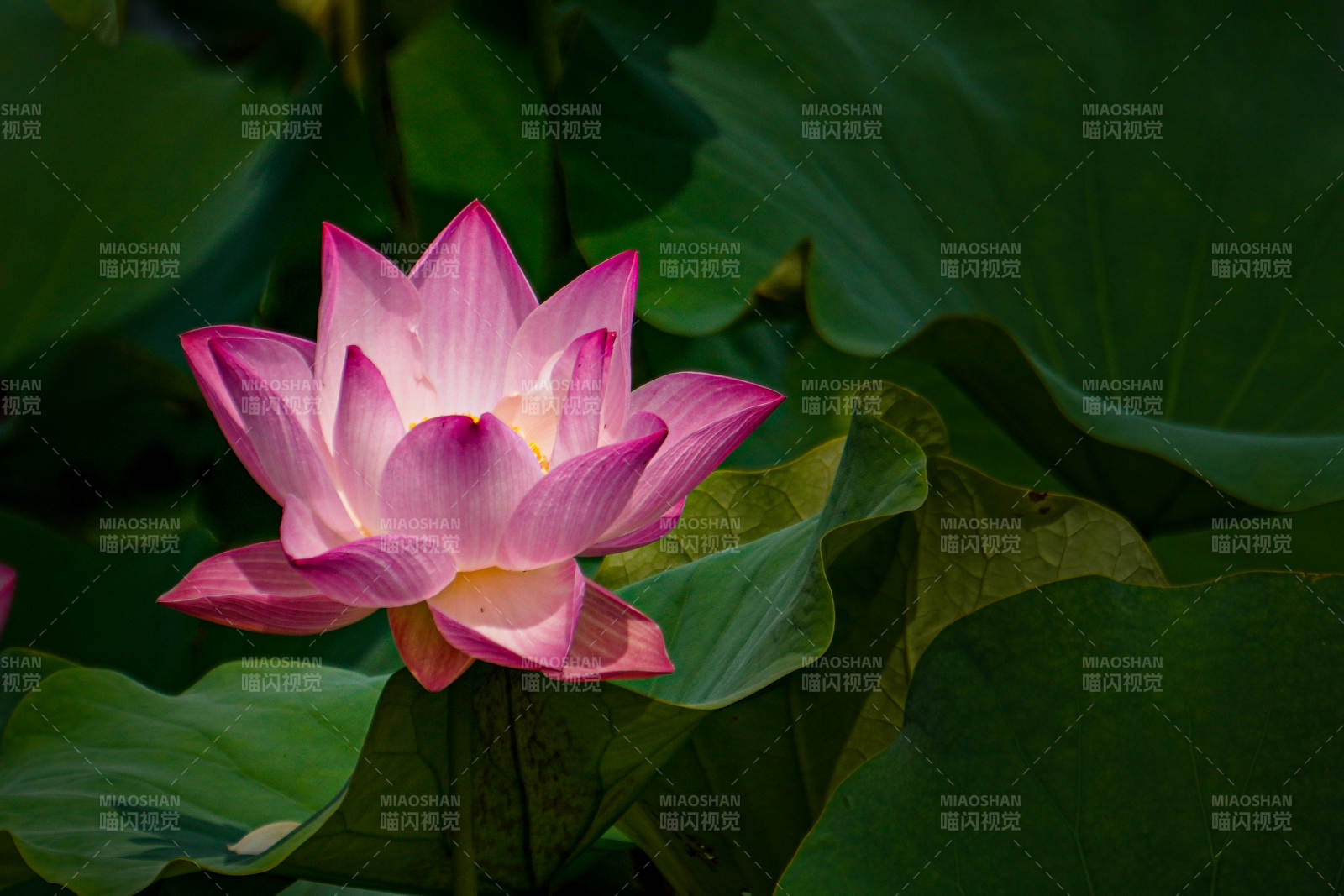 粉莲静绽绿叶间图片